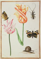 Deux tulipes 